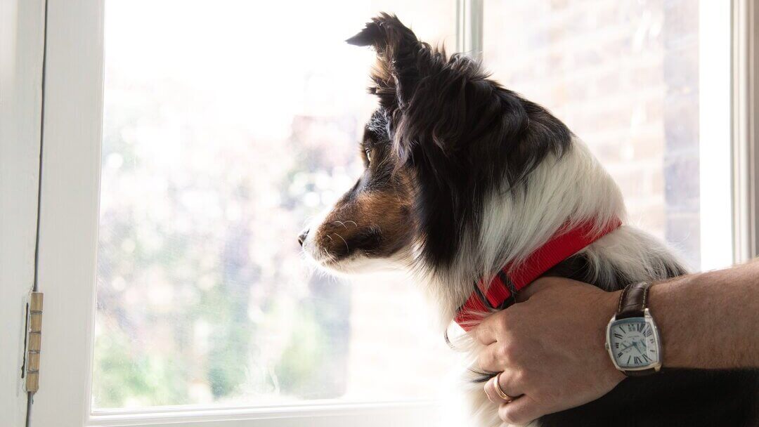 Dog hair loss from 2024 collar